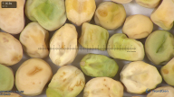 column seed