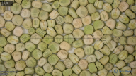 seed