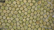 seed