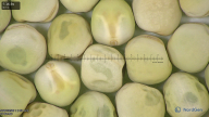 column seed