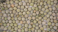 column seed