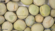 column seed