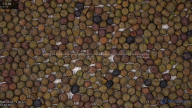 seed