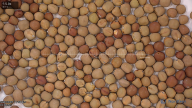 seed