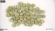seed