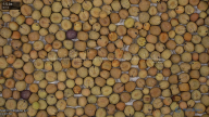 seed