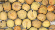 column seed