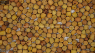 seed