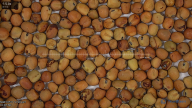seed