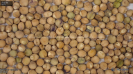 seed