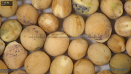 column seed