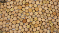 seed