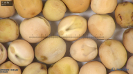 column seed