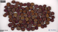 seed