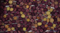 seed