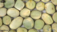 column seed