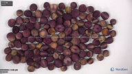 seed