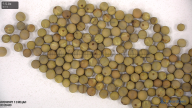 column seed