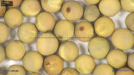 column seed