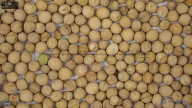 seed
