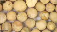 column seed