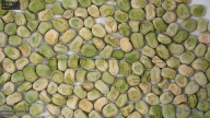 column seed