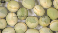 column seed