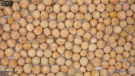 column Seed