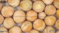 column seed