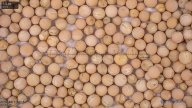 seed