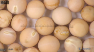 column seed