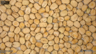 seed