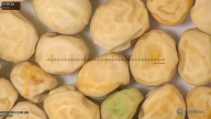 column seed