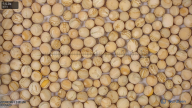 seed