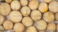 column seed
