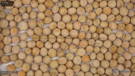 seed