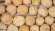 column seed