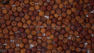 seed