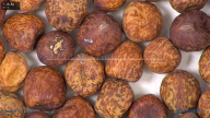 column seed