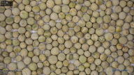 seed