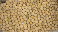 seed