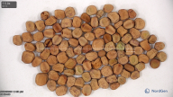 seed