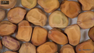 column seed