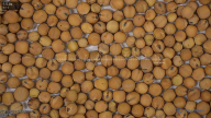 seed