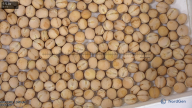 seed