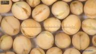 column seed