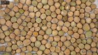 seed