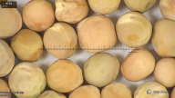 column seed
