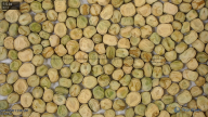 seed