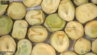 column seed